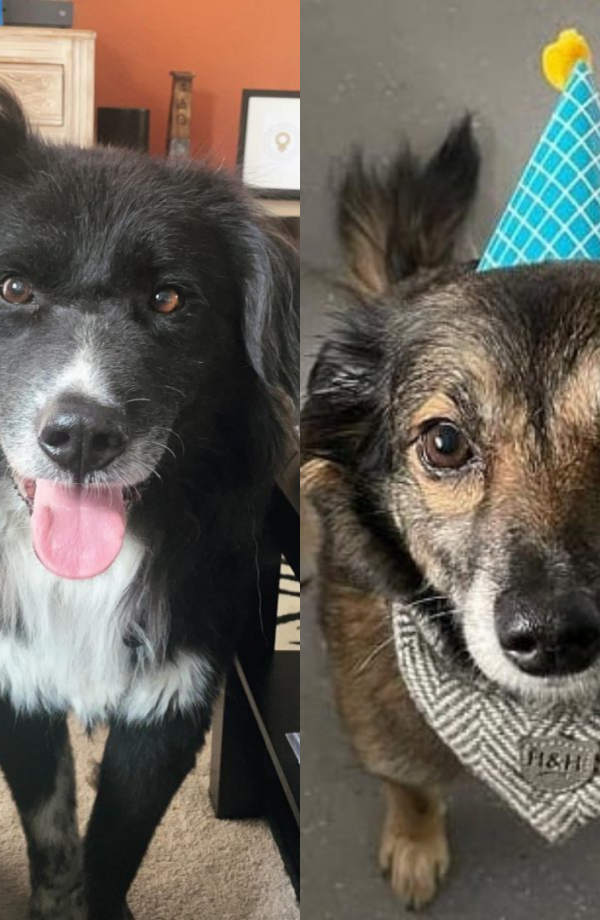 Picture of our office dogs